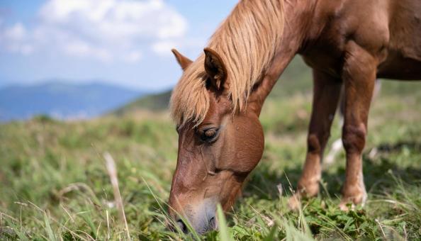 青空の下、のんびりと草を食んでいる馬 青空の下、のんびりと草を食んでいる馬の写真