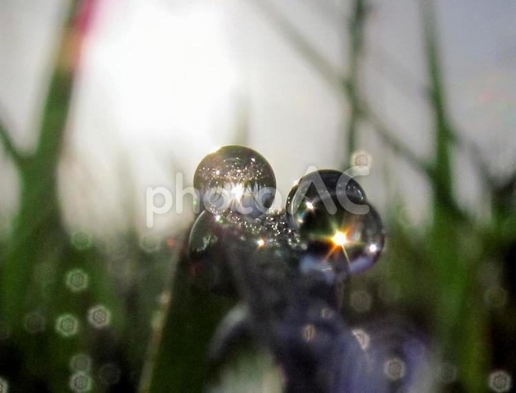 水滴と緑の葉と朝日Water drops 水滴,すいてき,waterの写真素材