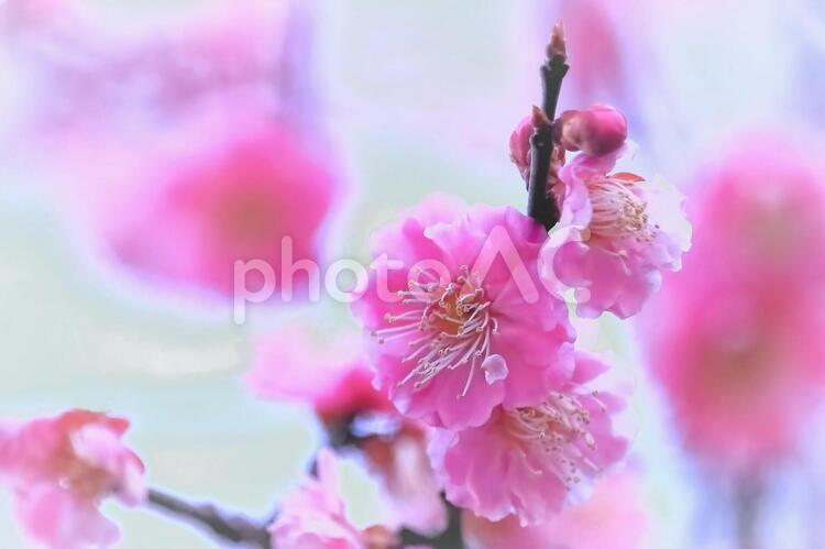 美しいピンクの梅の花 植物,花,梅の写真素材