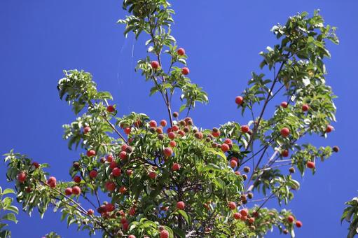 青空と緑の葉と赤い実のヤマボウシの木の写真