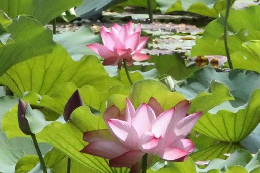 ハスの花開花 ハスの花開花の写真