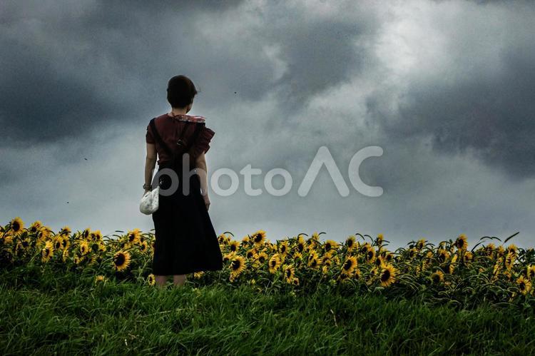 ＜素材＞ひまわり畑を眺める女性の後ろ姿 女性,ひまわり,ヒマワリ畑の写真素材