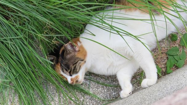 壁歩きの秘術を披露するミケの忍者猫 壁歩きの秘術を披露するミケの忍者猫 三毛猫,猫,寝転ぶの写真素材