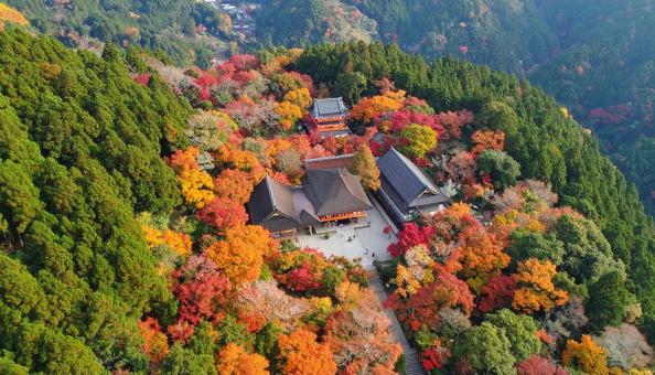 落ち葉舞う神社の参道と真っ赤なモミジ 落ち葉舞う神社の参道と真っ赤なモミジ の写真