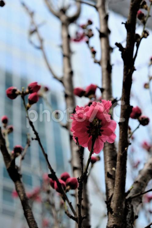 福徳の森の花々１ もも,屋外,日本の写真素材