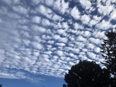 鱗雲 空,雲,風の写真素材