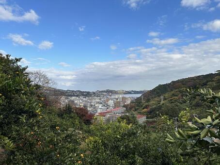 みかん畑から見える海 海,みかん畑,みかんの写真素材
