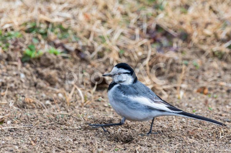 地面を歩くハクセキレイの横顔 ハクセキレイ,野鳥,鳥の写真素材
