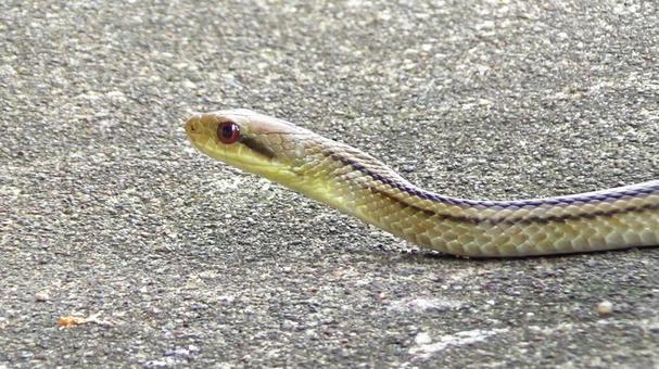 シマヘビの首 シマヘビの首の写真