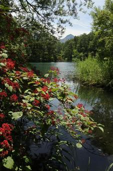 五色沼 五色沼の写真