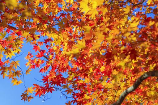 紅葉 紅葉,風景,秋の写真素材