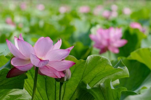 Lotus, JPG Lotus, JPG