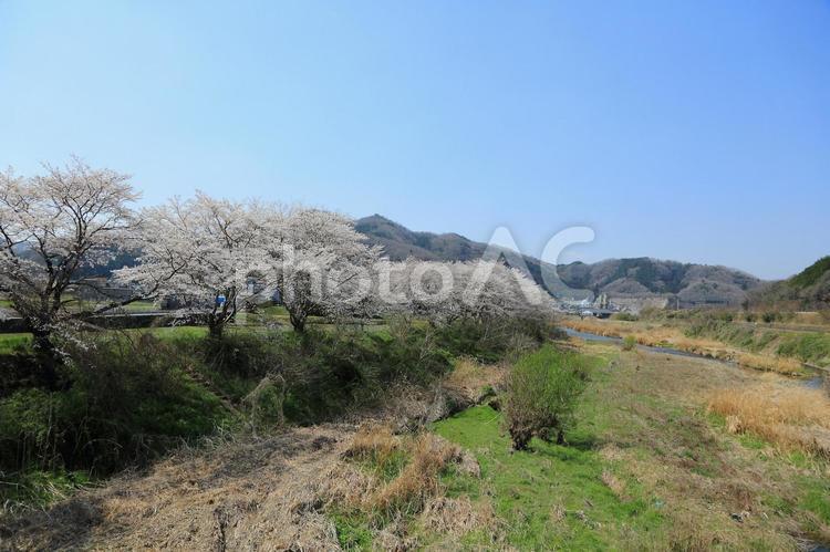 桜並木 桜,木,花の写真素材