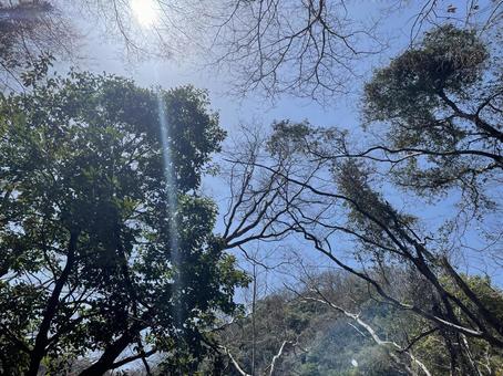 木漏れ日と青空 自然,木漏れ日,木の写真素材