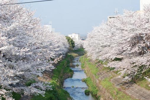 桜の写真