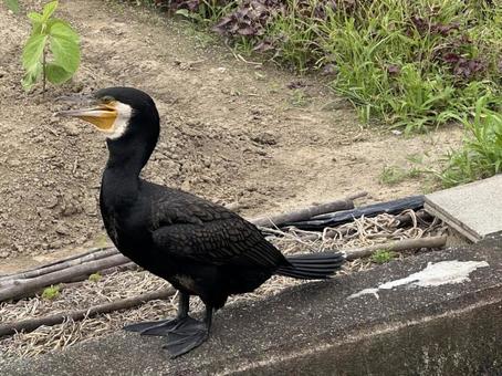 カワウ カワウ 川鵜,鳥,黒の写真素材