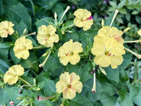 Photo, flower, summer, yellow, 