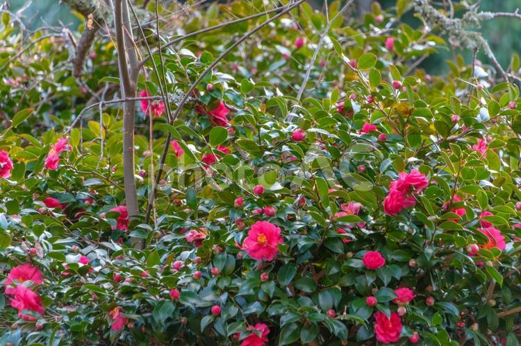 鮮やかに咲く赤い山茶花の花 山茶花,赤,花の写真素材