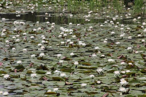 スイレン・睡蓮　咲く風景 水生植物,スイレン,自然の写真素材