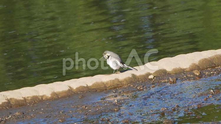 親水池の岸辺でダンスを踊るハクセキレイ ハクセキレイ,小鳥,野鳥の写真素材