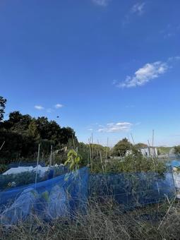 田舎の午後の写真