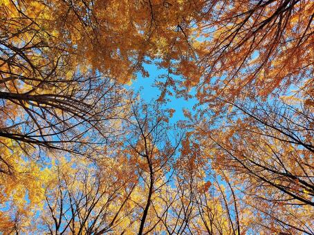 放射状に伸びる枯れ木 紅葉,落葉,枝の写真素材