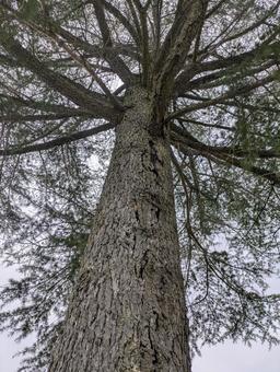 空に向かって伸びるヒマラヤスギ 空に向かって伸びるヒマラヤスギの写真