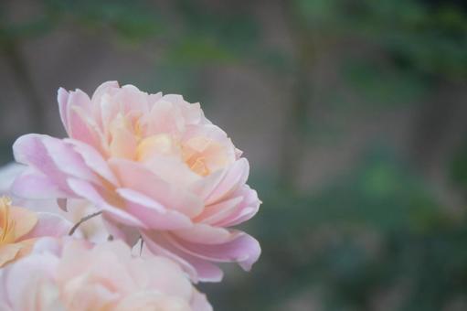 薔薇 薔薇の写真
