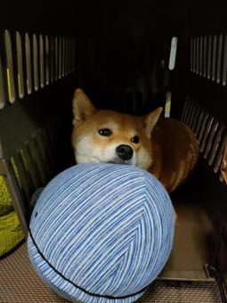クジラのぬいぐるみにあご乗せする柴犬! クジラのぬいぐるみにあご乗せする柴犬! 犬,シバ,shibainuの写真素材