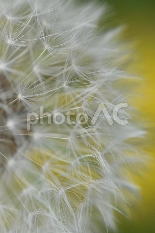 今にも飛びたちそうなタンポポの綿毛 たんぽぽ,タンポポ,わたげの写真素材