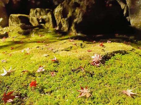 苔のじゅうたんと落葉 苔,紅葉,もみじの写真素材