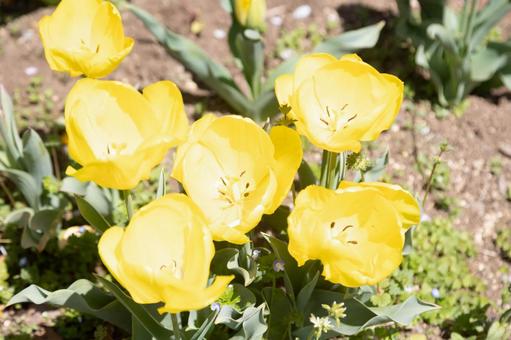 黄色い花 入学式,風景,春の写真素材