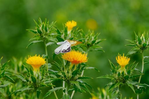 Monad butterfly (56), JPG