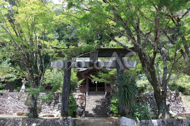 愛媛県松野町　和霊神社 和霊神社,神社,緑の写真素材