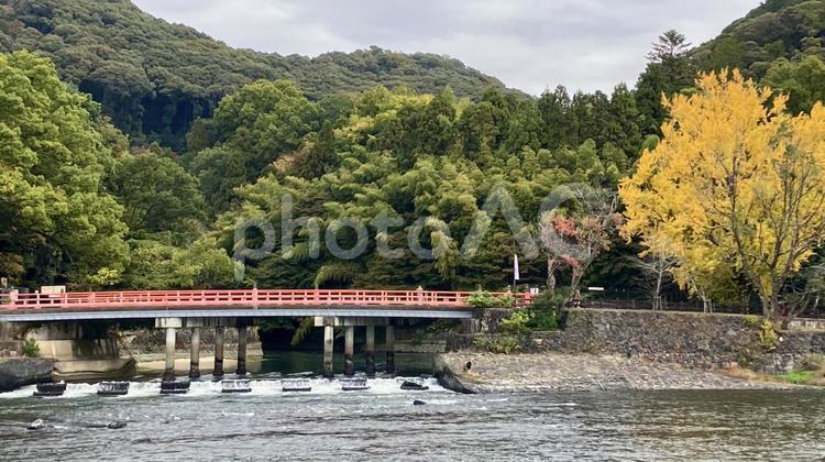 秋の宇治川〜観流橋〜 宇治,宇治川,秋の写真素材