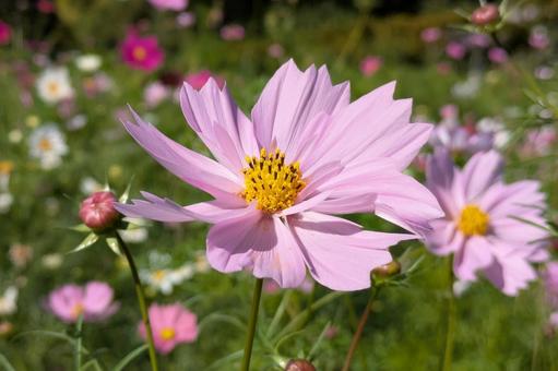 ピンク色のコスモスの花_02の写真