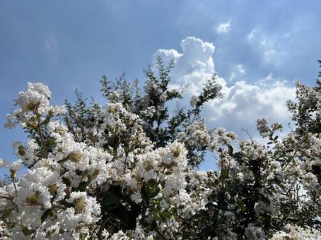 夏空と百日紅。 夏空と百日紅。の写真