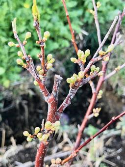 Plum buds, JPG