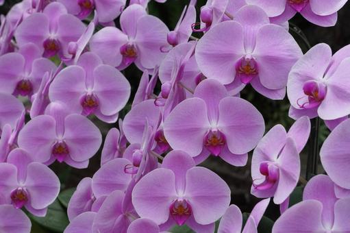 ランの花 ランの花の写真