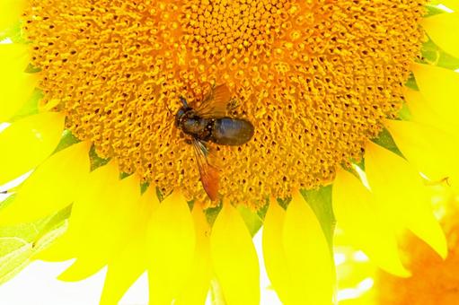 A bee sucking nectar from a sunflower, JPG A bee sucking nectar from a sunflower, JPG
