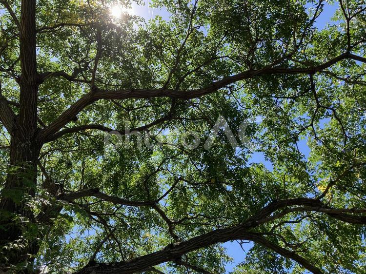 真夏の木漏れ日 木漏れ日,猛暑日,雲の写真素材