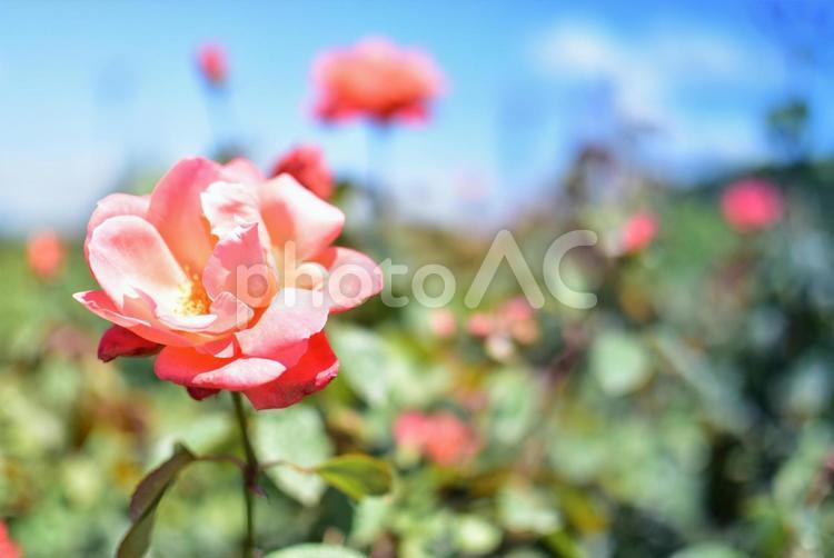 よしうみバラ公園　薔薇 単焦点,バラ,薔薇の写真素材