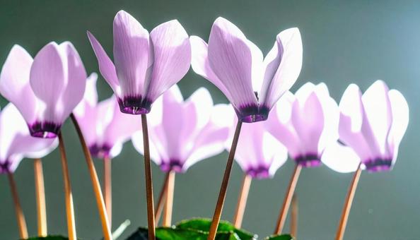 冬の花　シクラメンの写真