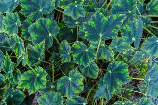 ベゴニア観葉植物の模様 ベゴニア観葉植物の模様の写真