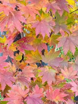 秋の楓 秋,楓,紅葉の写真素材