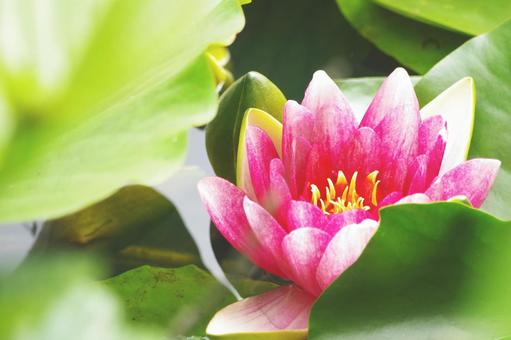 Water Lily, JPG