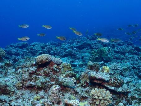 沖縄の海 沖縄の海の写真