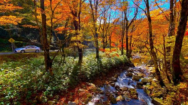 紅葉のせせらぎ街道 紅葉のせせらぎ街道の写真