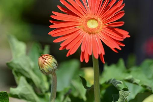 ガーベラの蕾02 ガーベラの蕾02の写真