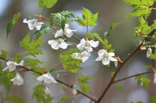 モミジイチゴ モミジイチゴ モミジイチゴ,花,白色の写真素材